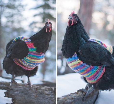 Turns Out, Chickens Are True Fashionistas And Here's Their Autumn Collection Knitted Outfits, Chickens In The Winter, Chicken Dress, Chicken Sweater, Chicken Hats, The Barnyard, Pet Chickens, Ready For Fall, Fall Collection