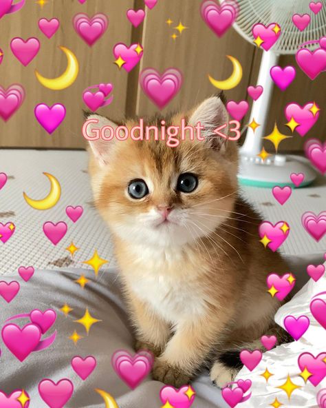 Goodnight cat pin Goodnight Cat Cute, Gn Cat Pic, Goodnight Cute Meme, Cat Saying Goodnight, Goodnight Cat Images, I Love You Cat Pictures, Goodnight Wholesome, Good Night Cat Images, Goodnight Reaction Pic