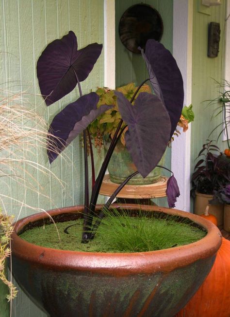 Plants on the Dark Side | Colocasia esculenta “Black Magic” in water container #plant #plants #houseplants #garden #gardening #elephantear Colocasia Esculenta, Garden Fashion, Water Container, Balcony Plants, Water Containers, Elephant Ears, Interior Garden, Pastel Flowers, Turn Of The Century