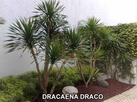 dracaena draco- not good to plant in single Dracaena Plant Outdoors, Dracaena Draco, California Landscaping, Sea Cottage, Low Water Plants, California Drought, Dracaena Plant, Cottage By The Sea, Backyard Inspo