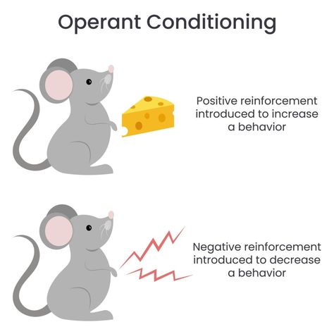 Operant Conditioning: What It Is, How It Works, and Examples 3 Operant Conditioning Psychology, Rat Facts, New Adventure Quotes, Illustration Infographic, Operant Conditioning, Maslow's Hierarchy Of Needs, Mole Rat, Behavioral Psychology