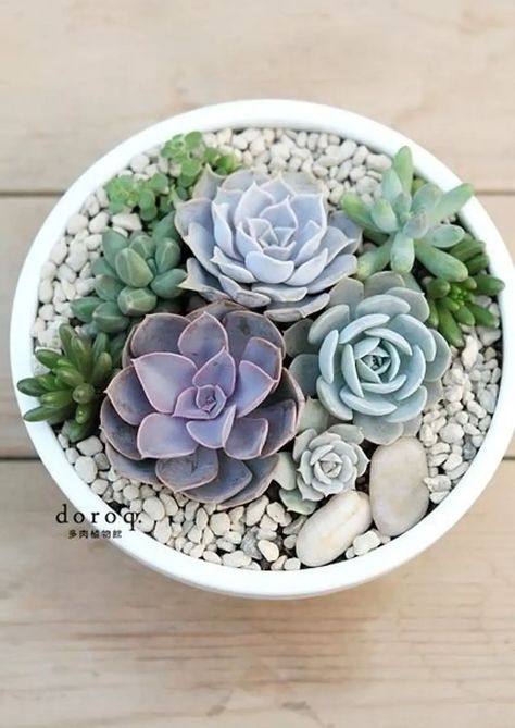 Gorgeous Grow These Stunning Succulents Now ... Kaktus Dan Sukulen, Succulent Bowls, Succulent Display, Succulent Garden Design, Succulent Gardening, Have Inspiration, Succulents Indoor, Succulent Terrarium, Succulent Arrangements