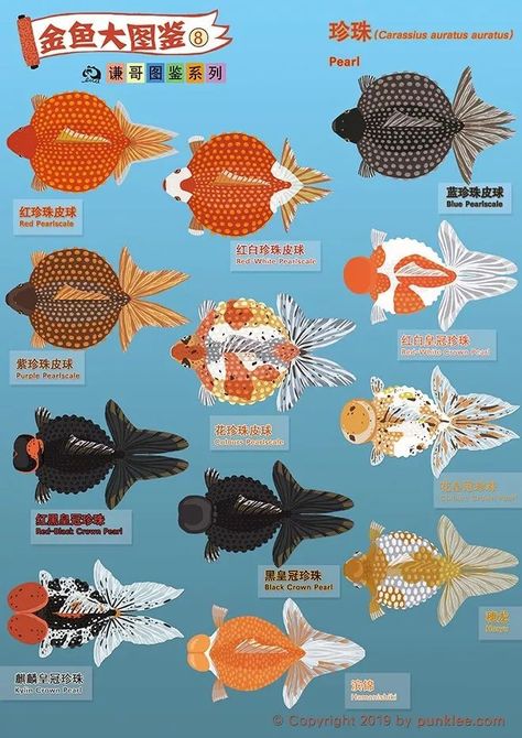 Goldfish Types, Ikan Air Tawar, Goldfish Art, Goldfish Tank, Felt Fish, Golden Fish, Stone Art Painting, Freshwater Aquarium Fish, Flying Fish