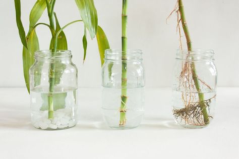 Propagate Lucky Bamboo, Propagate Bamboo, Water Plants Indoor, Plants Grown In Water, Chinese Evergreen Plant, Indoor Hydroponics, Lucky Bamboo Plants, Indoor Water Garden, Arrowhead Plant