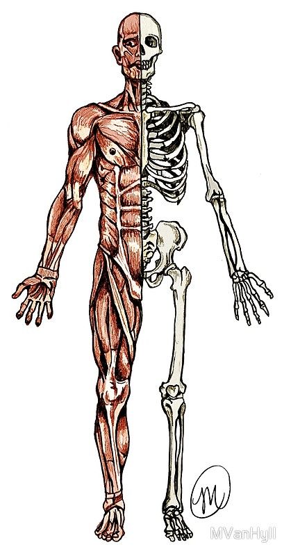 "Half Muscle - Half Skeleton" by MVanHyll | Redbubble Skeleton Muscles, Half Skeleton, Sketch Photography, Photo Draw, Painting Sketchbook, Tattoo Music, Skeleton Anatomy, Human Spine, Skeleton Drawings