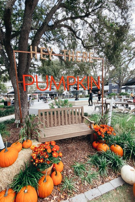 How To Make A Pumpkin Patch, U Pick Pumpkin Patch, Pumpkin Patch Set Up Ideas, Pumpkin Patch Display Ideas, Pumpkin Farm Ideas, Pumpkin Patch Business Ideas, Pumpkin Patch Photo Op Ideas, Pumpkin Patch Attractions, Diy Pumpkin Patch Decoration