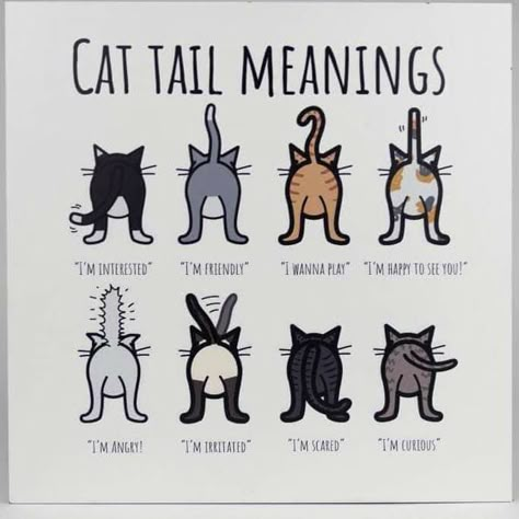 Cat Tail Meaning, Katt Grejer, Cat Language, Adorable Kittens, Cat Hacks, Cat Beds, Cute Cats Photos, Cat Tail, 웃긴 사진