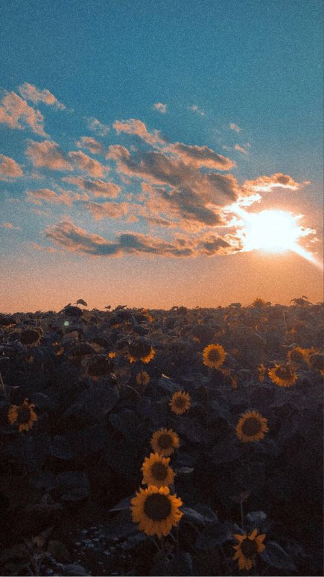 Elliecore Aesthetic, Sam + Core + Aesthetic, Sunflower Aesthetic, Sunflower Sunset, Summer Sunflower, Sunflower Photo, Sunflower Wallpaper, Pretty Wallpaper Iphone, + Core + Aesthetic