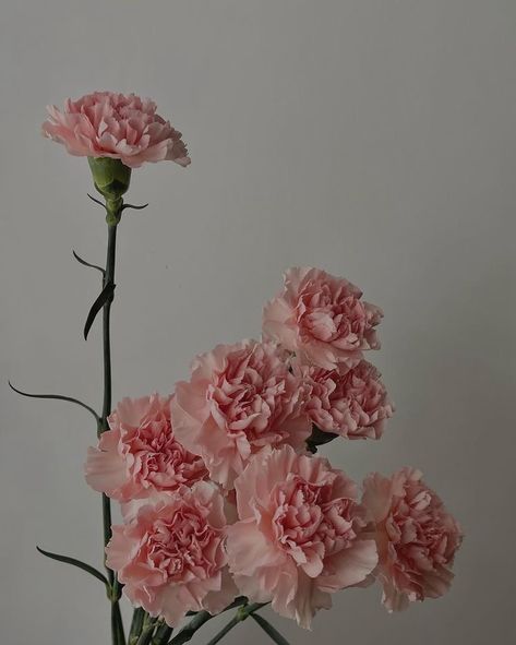 Pink Carnation Aesthetic, Carnation Flower Wallpaper, Carnation Flower Aesthetic, Carnations Aesthetic, Carnation Aesthetic, Carnation Wallpaper, Carnations Bouquet, Carnation Plants, Cute Flower Drawing