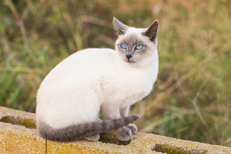 Blue Point Siamese, Excited Cat, Ear Picture, Most Popular Cat Breeds, Hypoallergenic Cats, Popular Cat Breeds, Cat Ages, Cat Allergies, Pointy Ears