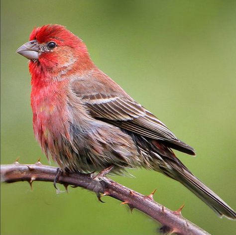 Ohio Birds, House Finch, Finches Bird, Common Birds, Brown Bird, Christmas Bird, Backyard Birds, Little Birds, Small Birds