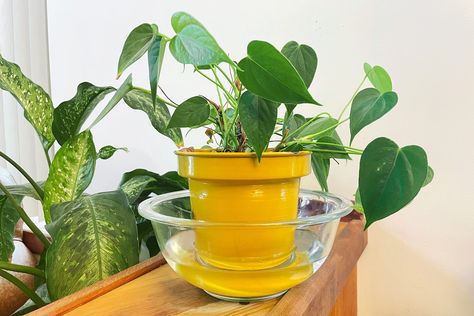 How To Bottom Water Plants, Bottom Watering Plants, Bottom Watering, Carpenter Ants, Home Cleaning Products, Watering Plants, Ficus Tree, Wood Router, Christmas Cactus