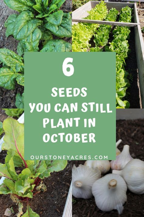 What To Plant In The Winter, Seeds To Plant In October, Veggie Garden Aesthetic, October Planting Guide, What To Plant In October, Backyard Veggie Garden, October Planting, Gardening In Winter, October Homeschool