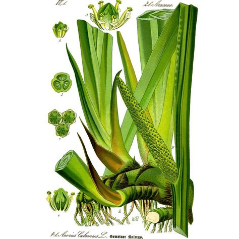 Acorus аир Acorus Calamus, Amanita Phalloides, Agave Attenuata, Herbs Plants, Poisonous Plants, Wild Edibles, Scientific Illustration, Wild Plants, Healing Herbs