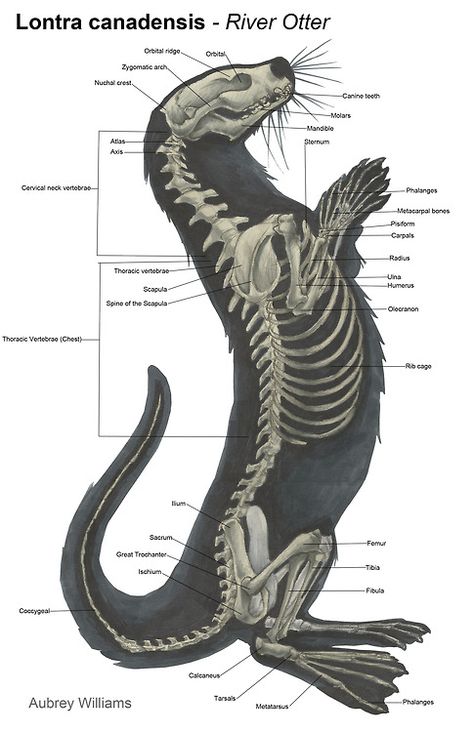 Lontra Canadensis (River Otter) skeletal system Animal Anatomy Art, Lion Anatomy, Animal Skeleton, Skeleton Anatomy, Vet Medicine, Animal Skeletons, River Otter, Animal Anatomy, Animal Study