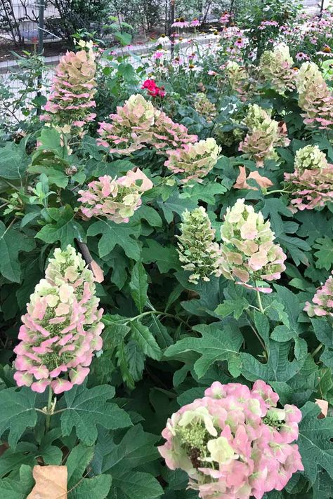 How to Grow and Care for Oakleaf Hydrangea | Gardener’s Path Snowcicle Oakleaf Hydrangea, Alice Oak Leaf Hydrangea, Gatsby Pink Oakleaf Hydrangea, Munchkin Oakleaf Hydrangea, Snowflake Oakleaf Hydrangea, Oakleaf Hydrangea Care, Oakleaf Hydrangea Companion Plants, Oak Leaf Hydrangea Care, Shade Hydrangea