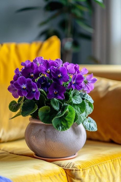 How To Water African Violets From The Top: Gentle Care African Violet Care, African Violets Plants, Violet Plant, Bohemian Coastal, Flower Company, New Roots, African Violet, Violet Flower, Online Interior Design