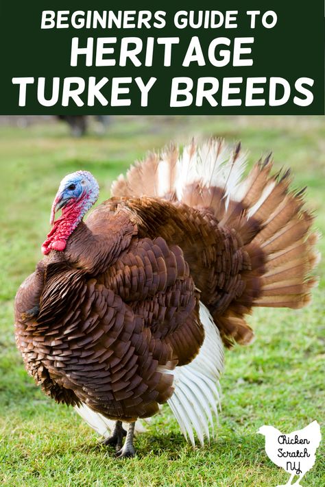 Turkey Breeds Chart, Narragansett Turkey, Heritage Breeds Livestock, Chicken Hatchery, Bourbon Red Turkey, Turkey Breeds, Bronze Turkey, Raising Turkeys, Turkey Farm