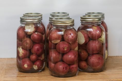 Pressure-canned red potatoes It's September already and the summer is winding down. We dug up our own potatoes for storage and then went and picked up 25 pounds from our Amish farm to preserve. This Pressure Canning Red Potatoes, Canning Potatoes With Skin On, How To Pressure Can Potatoes, Pressure Canned Potatoes, Canning Red Potatoes Pressure Cooker, How To Can Red Potatoes, Freezing Red Potatoes, Canning New Potatoes, Canning Fresh Potatoes