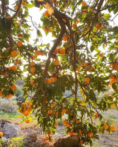 Rosette Nebula, Orange Grove, Dark Grunge, Orange Aesthetic, Orange Tree, Orange Fruit, Fruit Plants, The Secret History, Summer Fruit