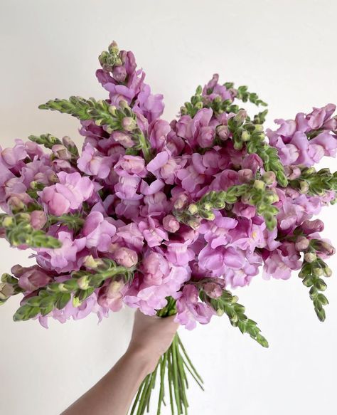 Snapdragon Wedding, Fairytale Wedding Theme, Snapdragon Flowers, Annabelle Hydrangea, Hydrangea Bouquet Wedding, Dragon Wedding, Garden 2023, July Flowers, Bridal Party Bouquets