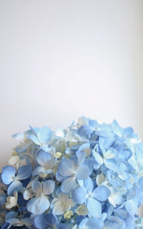 Hydrangea Wallpaper, Peonies And Hydrangeas, Everything Is Blue, Peony Wallpaper, Light Blue Aesthetic, Blue Wallpaper Iphone, Blue Aesthetic Pastel, Light Blue Flowers, Cool Backgrounds Wallpapers