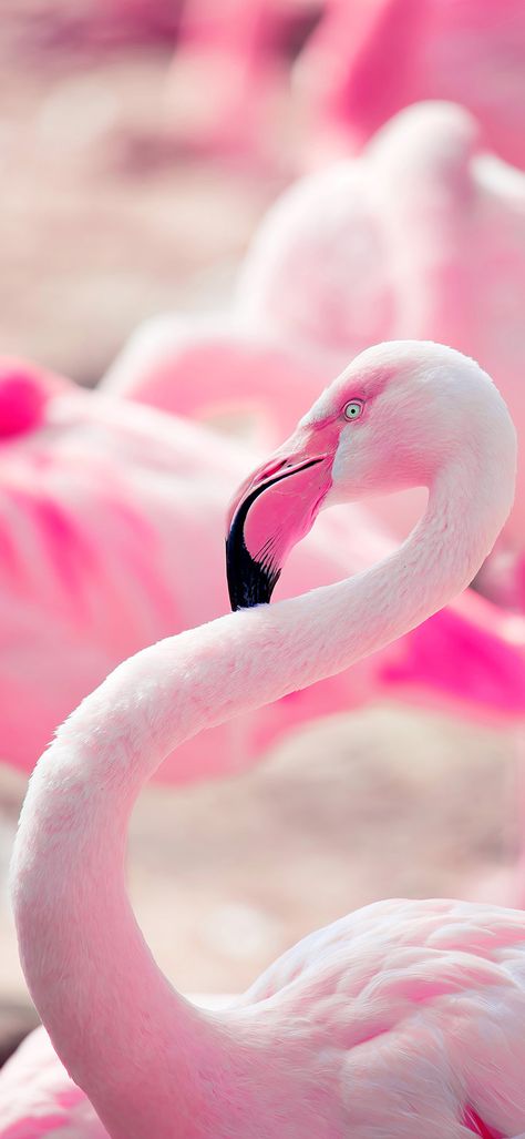 Aesthetic pink flamingo bird wallpaper Pink Flamingo Wallpaper, Flamingo Pictures, Pink Flamingos Birds, Flamingo Art Print, Fashion Outfits Dresses, Fancy Flamingo, Flamingo Wallpaper, Pink Stuff, Flamingo Bird