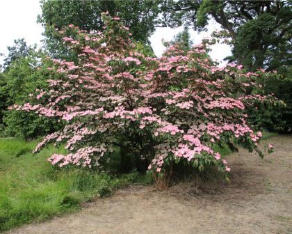 Kousa Dogwood, Cornus Kousa, Front Walkway, Home Grown Vegetables, Specimen Trees, Dogwood Trees, Ornamental Trees, Herbaceous Perennials, Backyard Garden Design