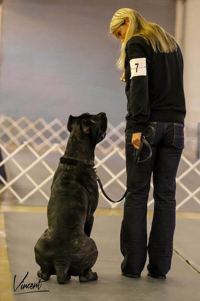 Animal Trainer Aesthetic, Dog Training Outfit, Service Dog Photoshoot, Cane Corso Dog Training, Cane Corso Training, Dog Owner Aesthetic, Dog Trainer Photoshoot, Dog Trainer Aesthetic, Dog Training Aesthetic