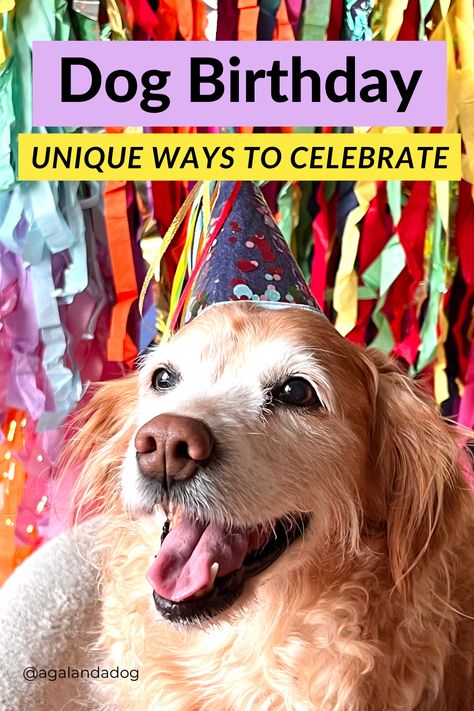 A golden retriever dog birthday celebration. What To Get Your Dog For Birthday, Senior Dog Birthday Party, Senior Dog Birthday, Senior Dog Birthday Photoshoot, Ideas For Dogs Birthday, Sweet 16 Dog Birthday, Dog 10th Birthday Party, Dog Birthday Picture Ideas, Puppy Birthday Parties For Dogs