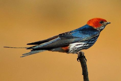 Lesser Striped Swallow (Cecropis abyssinica) ©WikiC African Swallow, Thorn Apple, South African Birds, African Birds, Apple Trees, Swallows, All Birds, Bird Species, Song Bird