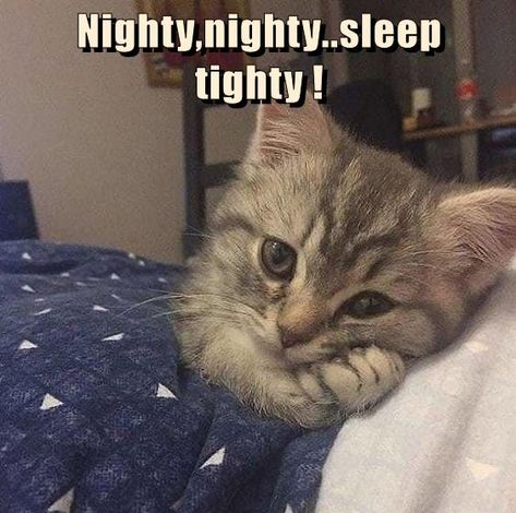 Nighty,nighty..sleep tighty ! Nighty Nighty, Pictures With Words, Lol Cats, Cat Memes Funny, Animal Humour, Cat Pictures, I Adore You, Funny Cat Memes, Funny Cat Pictures