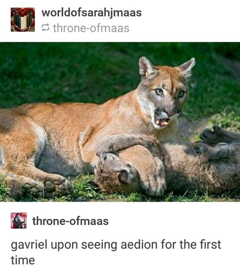 Lmao Gavriel. Haha. Gavriel Tog Fanart, Gavriel And Aedion, Gavriel Throne Of Glass Fanart, Tog Fanart, Aedion Ashryver, Throne Of Glass Fanart, Throne Of Glass Books, Crown Of Midnight, Empire Of Storms