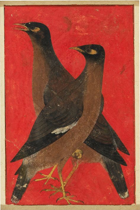 Two myna birds · Howard Hodgkin Myna Birds, Mughal Miniature Paintings, Mughal Paintings, North India, Eastern Art, Indian Paintings, Arte Popular, Bird Illustration, Miniature Art