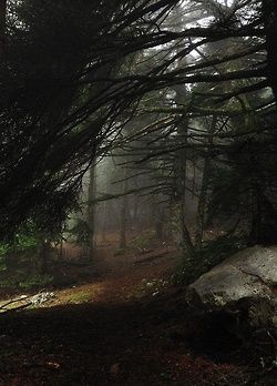 fromthemountainstothesea:    (via Roger Coston (rogercoston) on Pinterest) Dence Forest, Forest Reference, Scary Trees, Forest Dark, Dark Woods, Dark Places, Intj, Dark Forest, Enchanted Forest