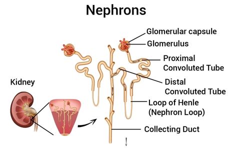 Functions of the loop of Henle, distal tubules, collecting ducts and Glucose tubular maximum Loop Of Henle, Extracellular Fluid, Protein Metabolism, Acid Base Balance, Nursing School Studying, Medical Coding, Blood Glucose Levels, Online Apps, Online Application