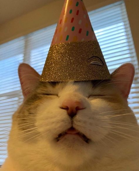 Cat With Birthday Hat, Silly Happy Birthday, Birthday Kitty, Birthday Animals, Meme Cat, Birthday Cat, Cat M, Cute Happy Birthday, No Context