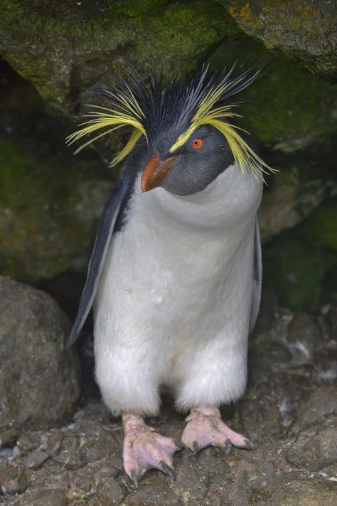 Eudyptes moseleyi, Northern Rockhopper Penguin. A small black-and-white penguin with a wild, bushy yellow crest. Native to the southern Indian and Atlantic Oceans. Most breed during late spring or early summer on Tristan da Cunha and Gough Island. Foraging offshore and nesting on boulder-strewn beaches and among stands of tussock grass. Diet is krill, squid, octopus and fish. Extremely vocal, most often giving loud braying and barking sounds with accompanying head-swinging and flipper-beating. Rockhopper Penguin, Water Birds, Bee Eater, Shorebirds, Tristan Da Cunha, Nightingale, Sea Birds, Pretty Birds, Exotic Pets