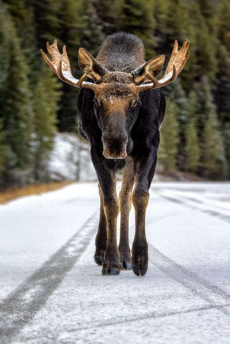 head on with a moose Moose Tattoo, Alaska Moose, Moose Pictures, Moose Deer, Wild Animals Photography, North American Wildlife, Deer Family, Power Animal, Animal Antics