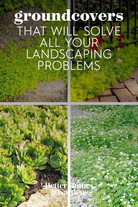 Ground Cover Shade, Best Ground Cover Plants, Lawn Alternative, Small Backyard Landscape, Front Yard Landscape Design, Groundcover Plants, Grass Alternative, Landscape Front Yard, Garden Ground