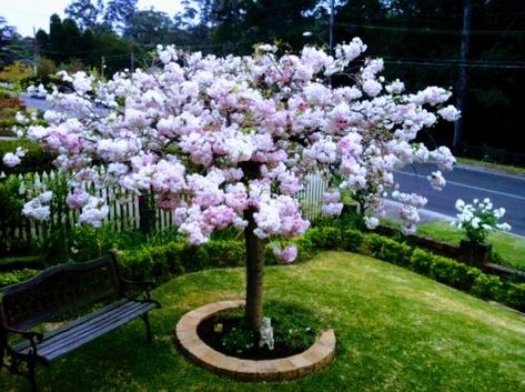 Garden With Cherry Blossom Trees, Japanese Cherry Blossom Landscape, Blossom Tree In Garden, Cherry Blossom Front Yard, Cherry Blossom Tree Backyard, Cherry Blossom Courtyard, Cherry Blossom Tree Landscape, Cherry Blossom Tree In Garden, Cherry Blossom Tree Garden