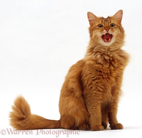 Somali Cat, Some Interesting Facts, Cat Anatomy, Cat Reference, Animal Study, Silly Cats Pictures, Gorgeous Cats, Cat Breed, Cat Pose