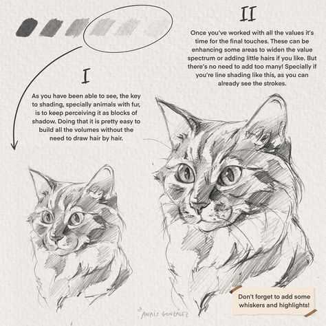 Cats Drawing Tutorial, How To Draw Cats, Drawing Dogs, Draw Cats, Warrior Drawing, Cat Drawing Tutorial, Warrior Cats Books, Cats Art Drawing, Cat Anatomy