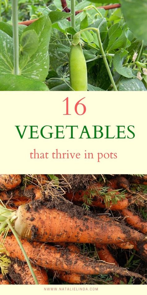 Vegetables In Containers, Gemüseanbau In Kübeln, Growing Vegetables In Pots, Landscaping Florida, Bucket Gardening, Container Vegetables, Vegetable Garden For Beginners, Vegetable Garden Diy, Garden Veggies