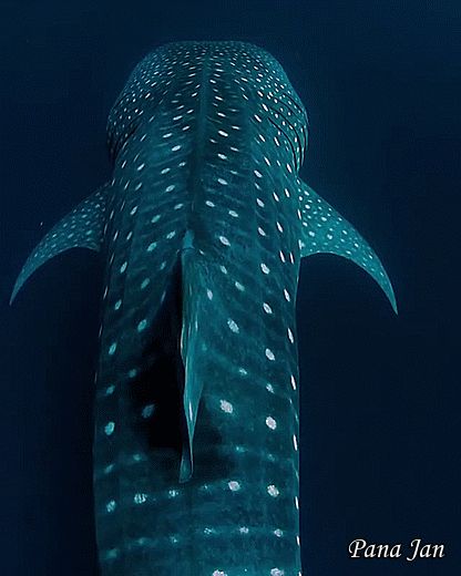 Whale Shark Gif, Whale Shark Pfp, Shark Gif, Shark Pfp, Whale Shark, Beautiful Picture, Beautiful Pictures, Gif, Fish