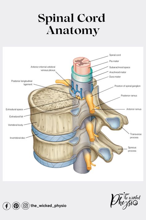 Spinal Cord Diagram, Nerve Structure, Spinal Cord Anatomy, Spine Anatomy, Nervous System Anatomy, Medical Illustrations, Physical Therapy Student, Lumbar Disc, Spinal Column