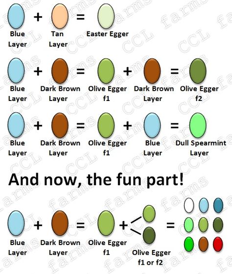 Chicken Egg Colors, Chicken Board, Cream Legbar, Olive Egger, Farm Dream, Best Egg Laying Chickens, Easter Eggers, Chicken Care, Farming Life