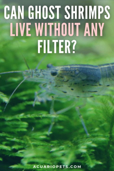 One of my friends recently bought some ghost shrimps for his tank and he called me asking if the ghost shrimps can live without any filter. I think many of you also wonder do ghost shrimps actually need a filter? Here is the answer for all:  Ghost shrimps can live without any filter in the tank for some time if the tank is planted with lots of living plants. But it is recommended to use a filter if you have ghost shrimps in the tank even if your tank is heavily planted. Ghost Shrimp Tank, Snail Tank, Ghost Shrimp, Aquarium Shrimp, Shrimp Tank, Freshwater Aquarium, The Ghost, Live Plants, The Well