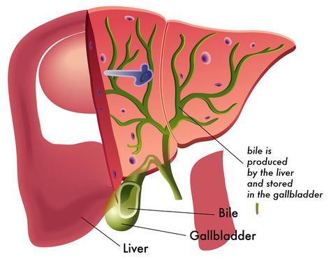 10 Things to Increase Bile from the Gallbladder | Dr. Berg Blog Milk Thistle Benefits, Gallbladder Attack, Gallbladder Cleanse, Gallbladder Diet, Bile Salts, Gallbladder Surgery, Bile Duct, Future Job, Liver Detox