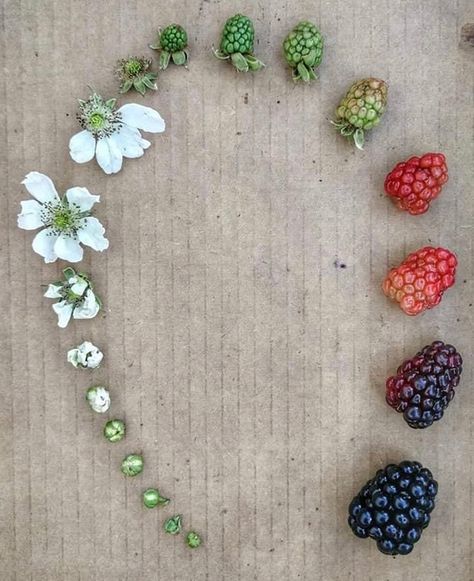 Life Cycle Of A Blackberry Satisfying Photos, Strawberry Seed, Cardigan Winter, Winter Cardigan, Diy Dog, Dog Costumes, Cardigan Women, Flags Of The World, Gardening For Beginners